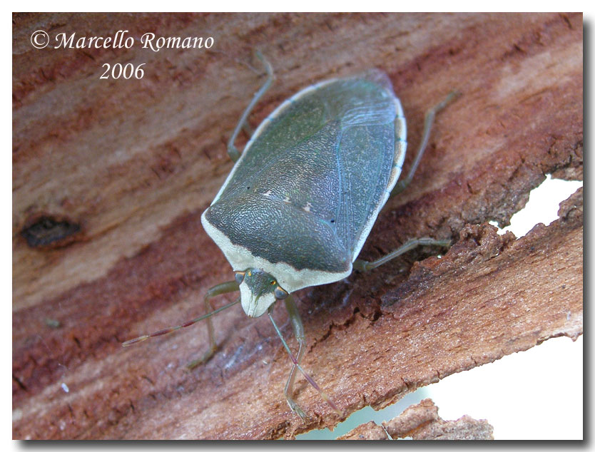 Dobbiamo stare vicini vicini (ovvero: inverno in compagnia)